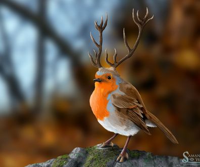D_Robin_Stag